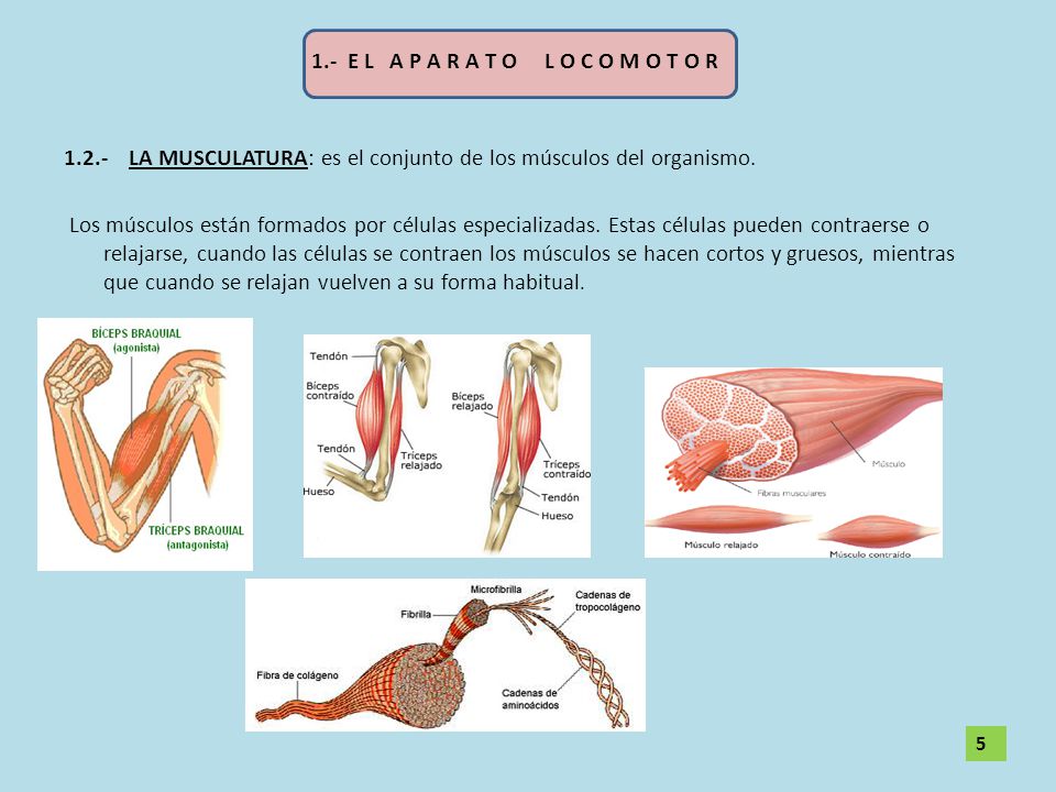 1.- E L A P A R A T O L O C O M O T O R