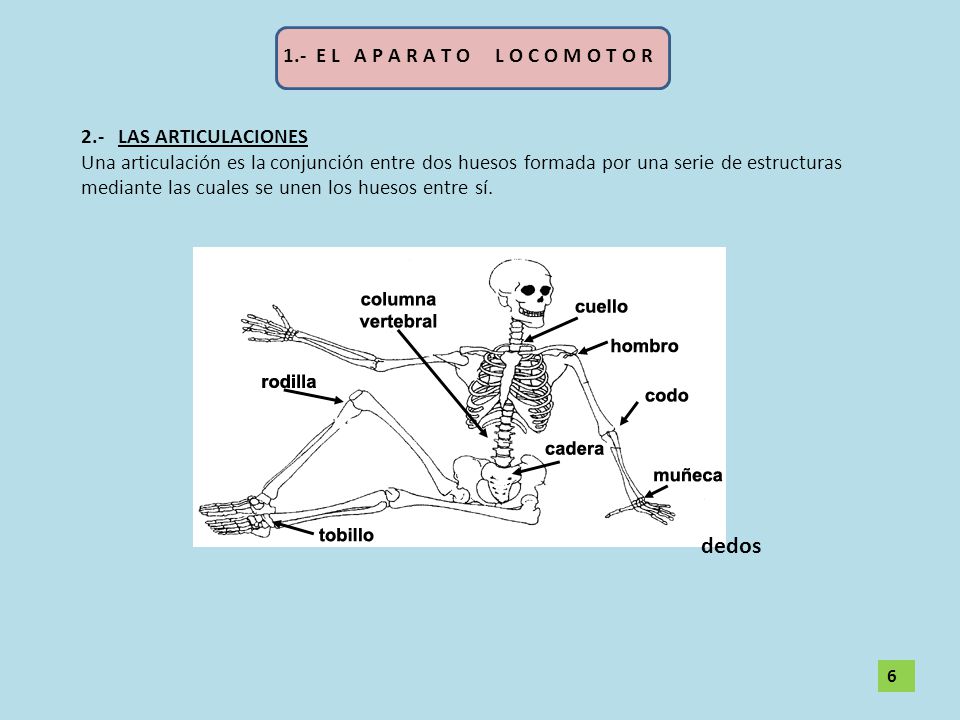 dedos 1.- E L A P A R A T O L O C O M O T O R 2.- LAS ARTICULACIONES