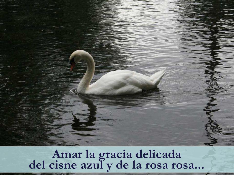 Amar la gracia delicada del cisne azul y de la rosa rosa...