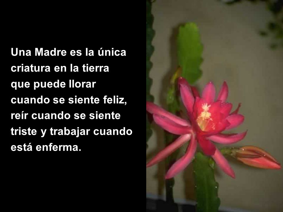Una Madre es la única criatura en la tierra. que puede llorar. cuando se siente feliz, reír cuando se siente.