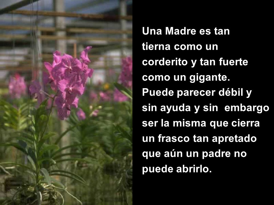 Una Madre es tan tierna como un. corderito y tan fuerte. como un gigante. Puede parecer débil y.