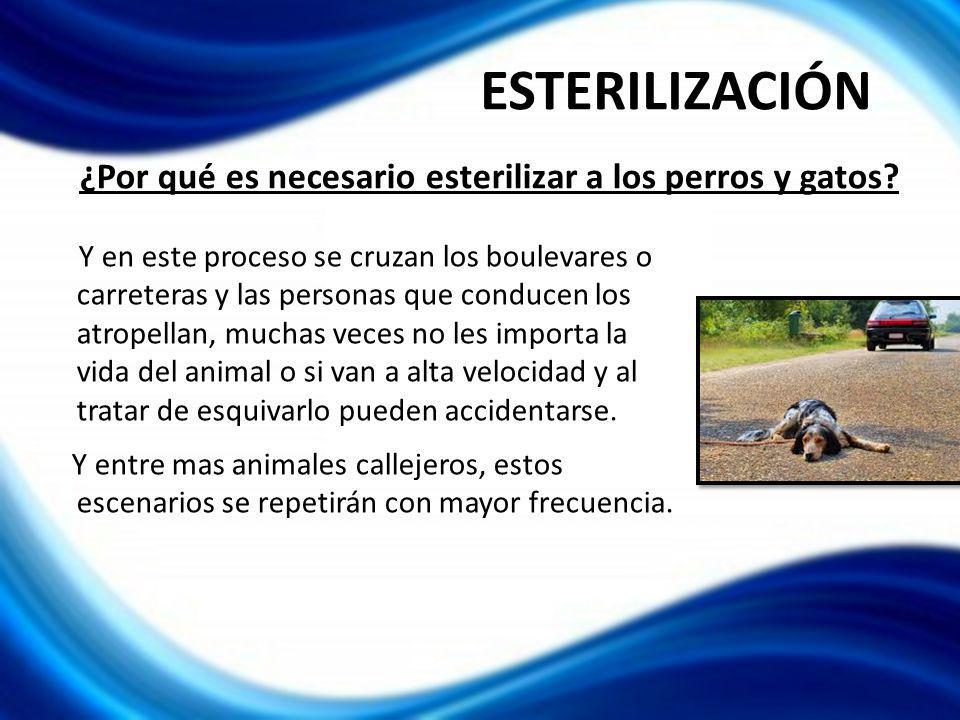 ¿Por qué es necesario esterilizar a los perros y gatos