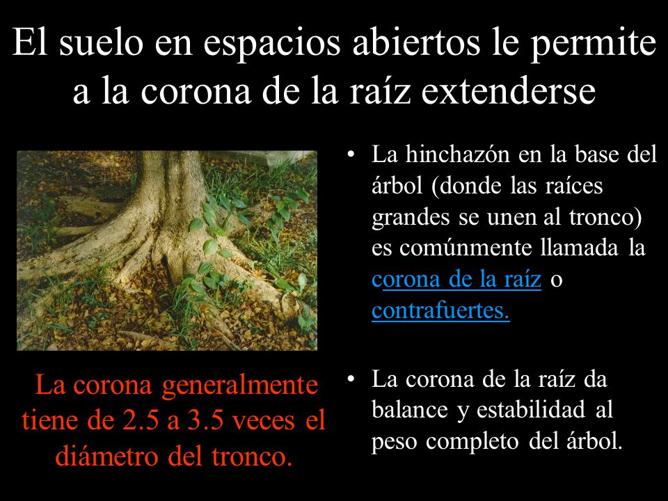 El suelo en espacios abiertos le permite a la corona de la raíz extenderse