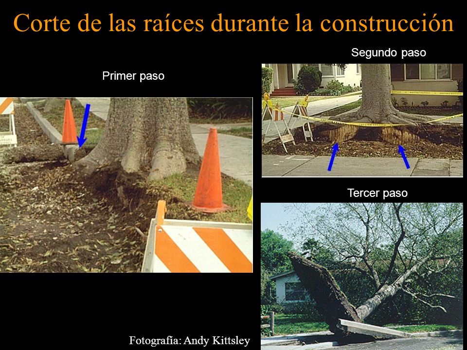 Corte de las raíces durante la construcción