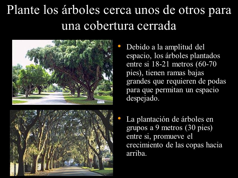 Plante los árboles cerca unos de otros para una cobertura cerrada