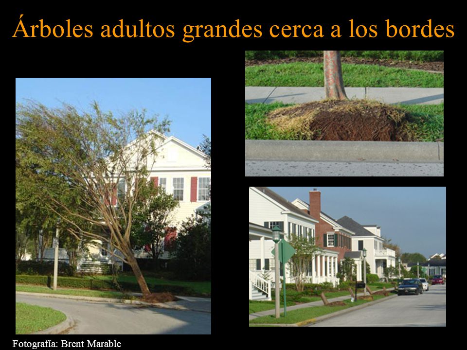 Árboles adultos grandes cerca a los bordes