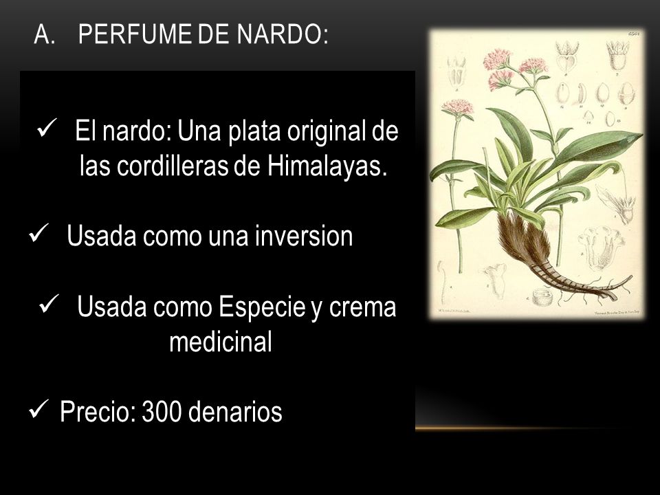 El nardo: Una plata original de las cordilleras de Himalayas.