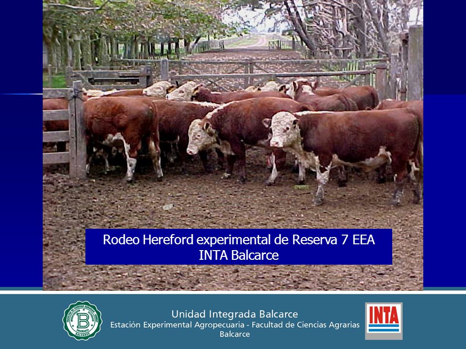 Rodeo Hereford experimental de Reserva 7 EEA INTA Balcarce