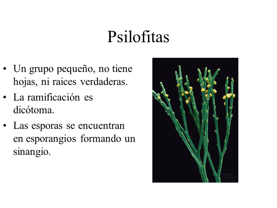 Psilofitas Un grupo pequeño, no tiene hojas, ni raices verdaderas.