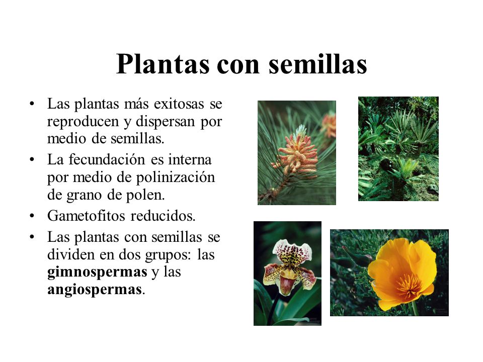 Propósitos: Reconocer las características más importante que identifican al  Reino Plantae. Reconocer las diferencias entre las 4 divisiones de plantas.  - ppt descargar