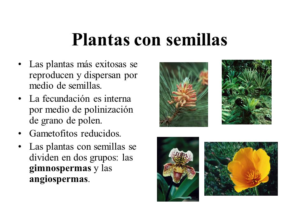 Plantas con semillas Las plantas más exitosas se reproducen y dispersan por medio de semillas.