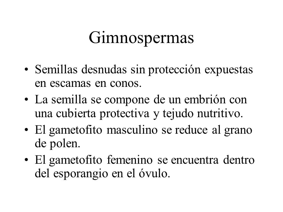 Gimnospermas Semillas desnudas sin protección expuestas en escamas en conos.