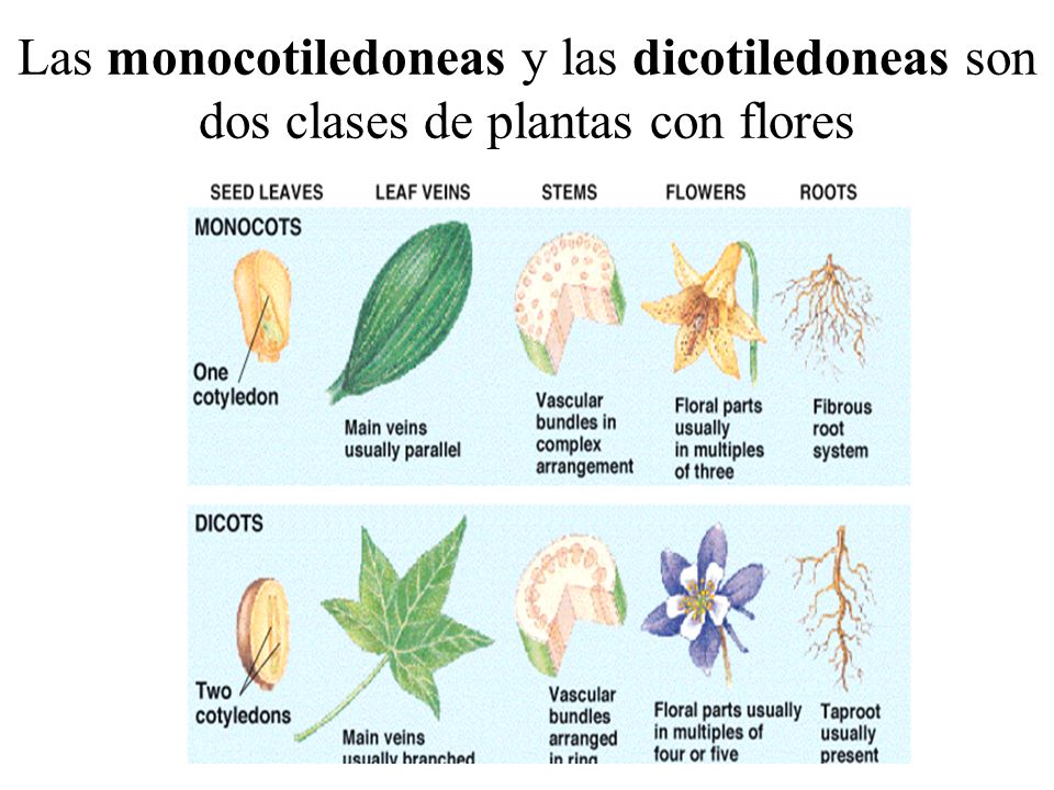 Las monocotiledoneas y las dicotiledoneas son dos clases de plantas con flores