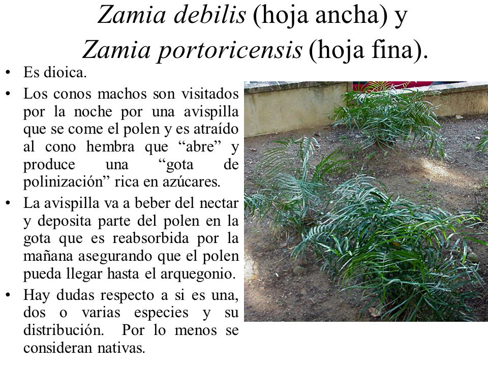 Zamia debilis (hoja ancha) y Zamia portoricensis (hoja fina).