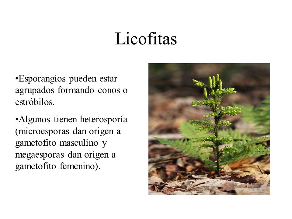 Licofitas Esporangios pueden estar agrupados formando conos o estróbilos.