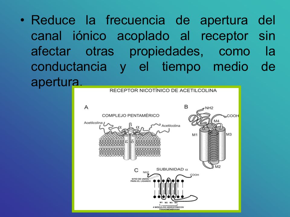 Reduce la frecuencia de apertura del canal iónico acoplado al receptor sin afectar otras propiedades, como la conductancia y el tiempo medio de apertura.