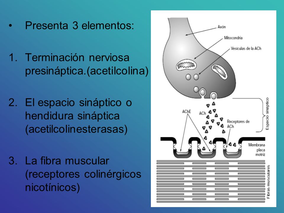 Presenta 3 elementos: Terminación nerviosa presináptica.(acetilcolina) El espacio sináptico o hendidura sináptica (acetilcolinesterasas)