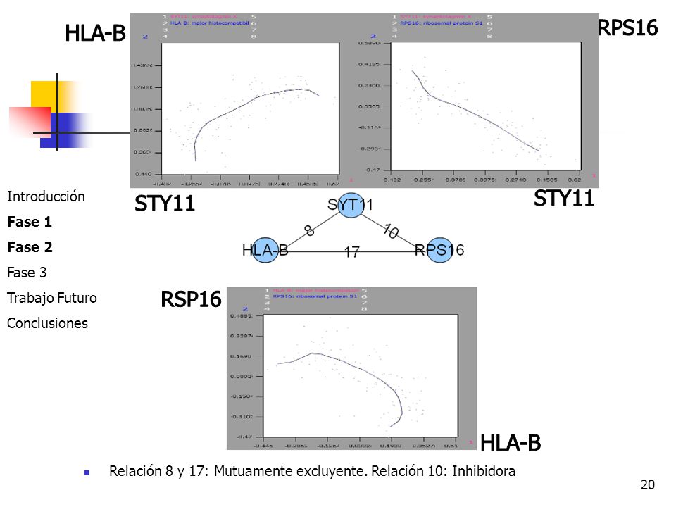 RPS16 HLA-B STY11 STY11 RSP16 HLA-B Introducción Fase 1 Fase 2 Fase 3