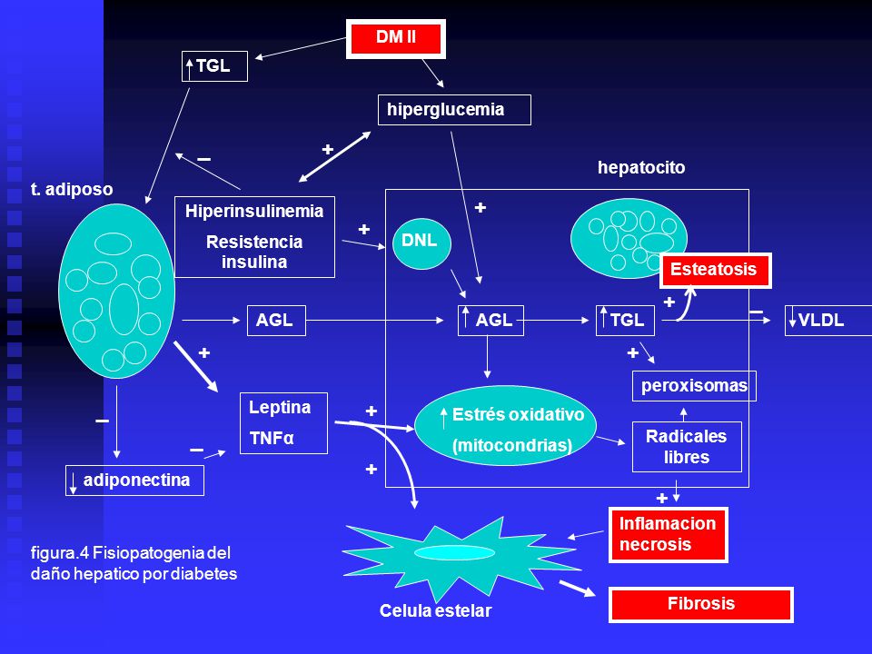 _ _ + + _ + _ + + DM II TGL hiperglucemia hepatocito
