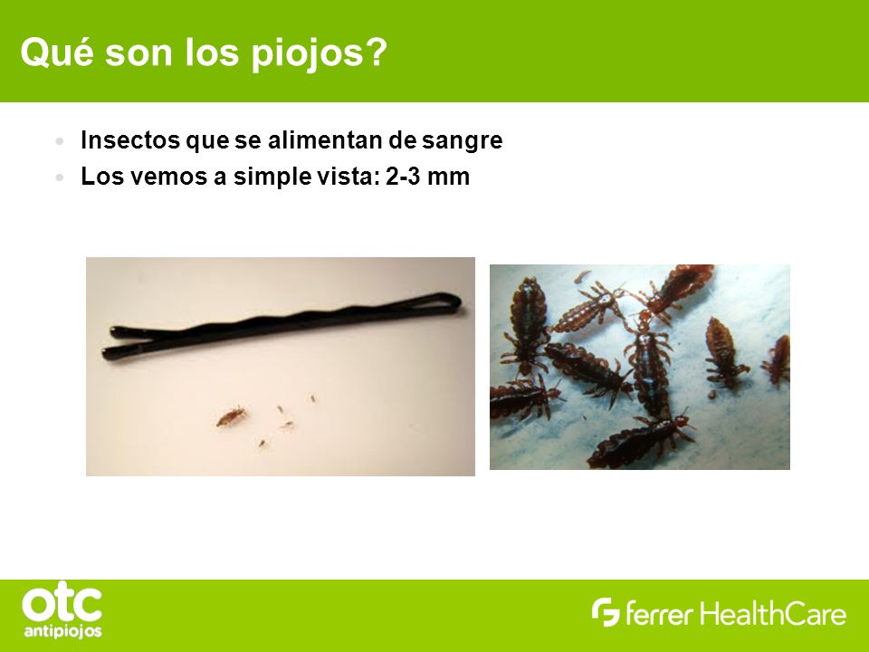 Qué son los piojos Insectos que se alimentan de sangre