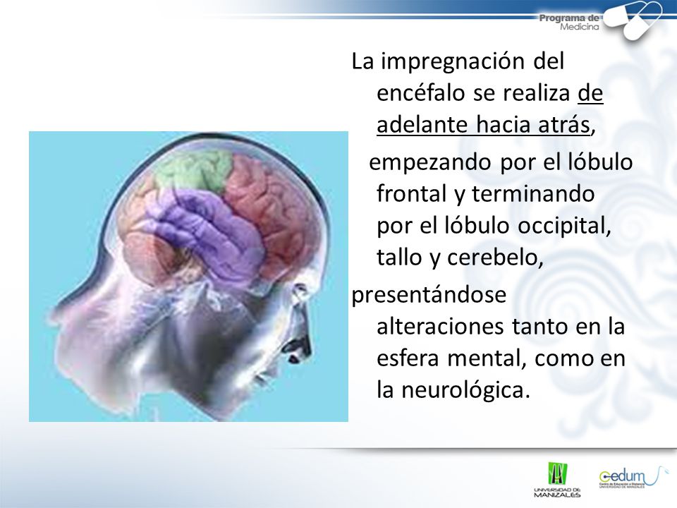 La impregnación del encéfalo se realiza de adelante hacia atrás,