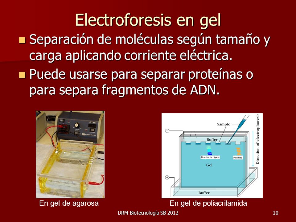 Electroforesis en gel Separación de moléculas según tamaño y carga aplicando corriente eléctrica.