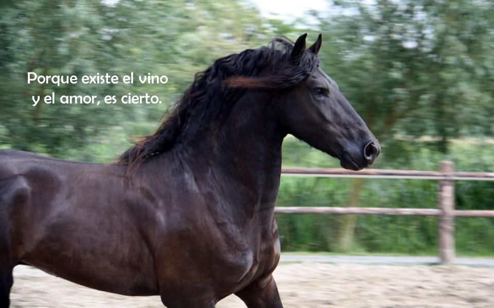 Porque existe el vino y el amor, es cierto.