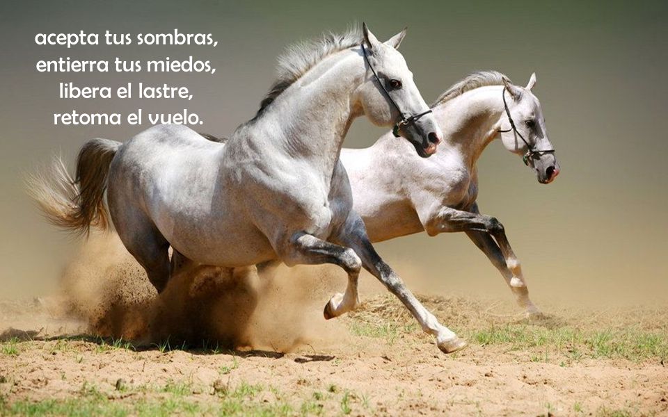 acepta tus sombras, entierra tus miedos, libera el lastre, retoma el vuelo.