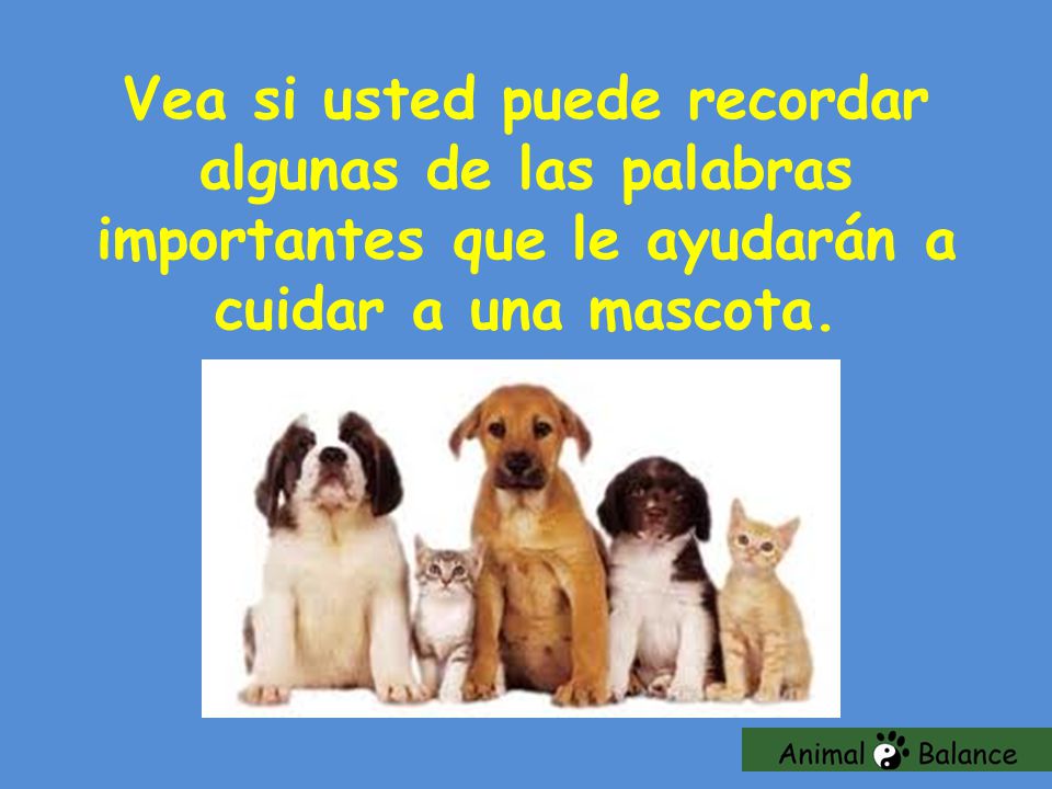 Vea si usted puede recordar algunas de las palabras importantes que le ayudarán a cuidar a una mascota.