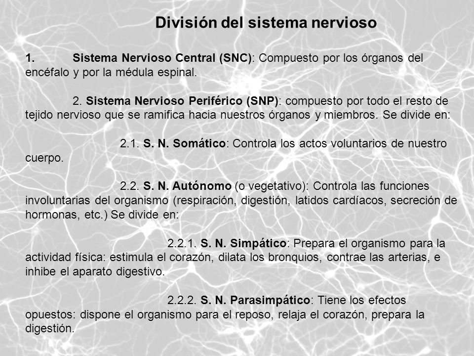 División del sistema nervioso