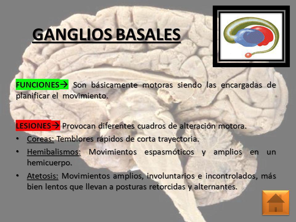 GANGLIOS BASALES FUNCIONES Son básicamente motoras siendo las encargadas de planificar el movimiento.