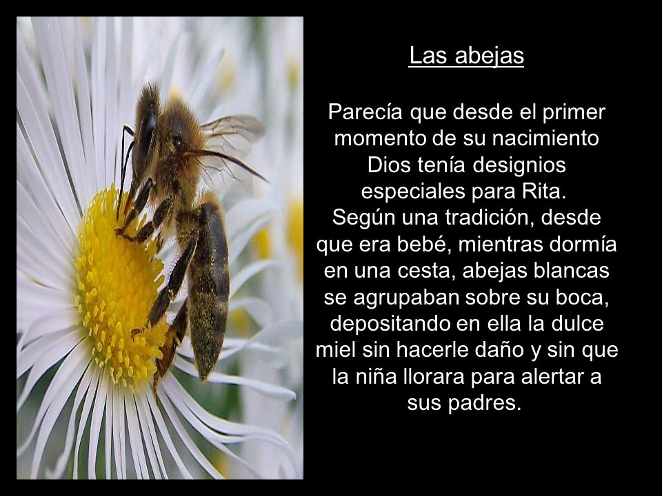 Las abejas Parecía que desde el primer momento de su nacimiento Dios tenía designios especiales para Rita.
