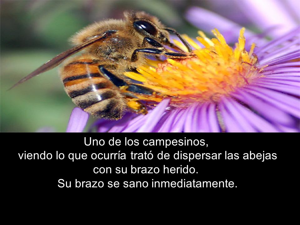 Uno de los campesinos, viendo lo que ocurría trató de dispersar las abejas con su brazo herido.