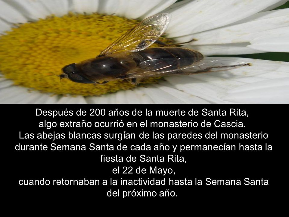 Después de 200 años de la muerte de Santa Rita, algo extraño ocurrió en el monasterio de Cascia.