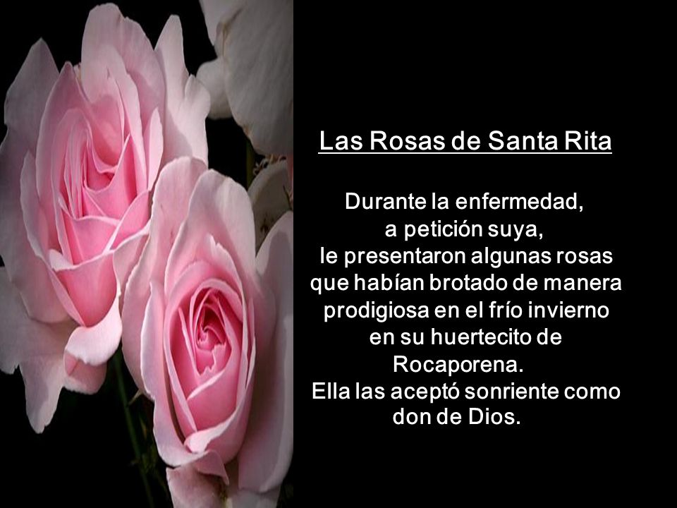 Las Rosas de Santa Rita Durante la enfermedad, a petición suya, le presentaron algunas rosas que habían brotado de manera prodigiosa en el frío invierno en su huertecito de Rocaporena.