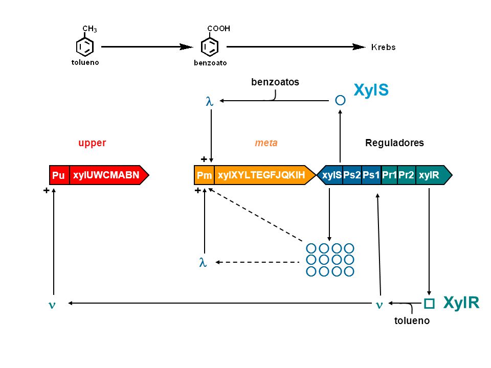 XylS XylR      + Pr1 Pr2 xylR Ps1 xylS xylXYLTEGFJQKIH