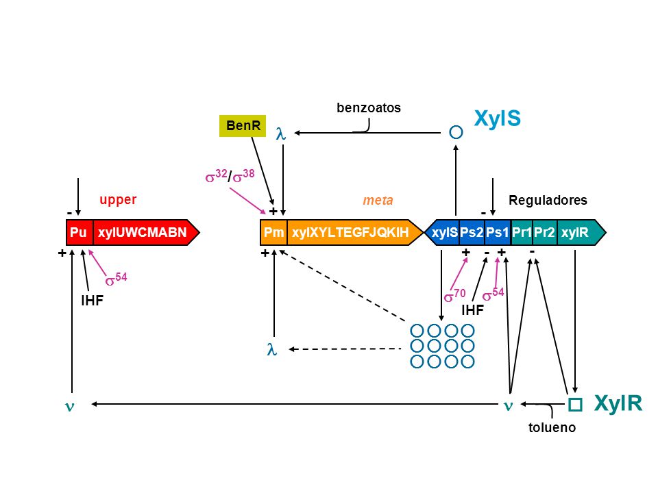 XylS XylR      32/ 54 70 IHF Pr1 Pr2 xylR