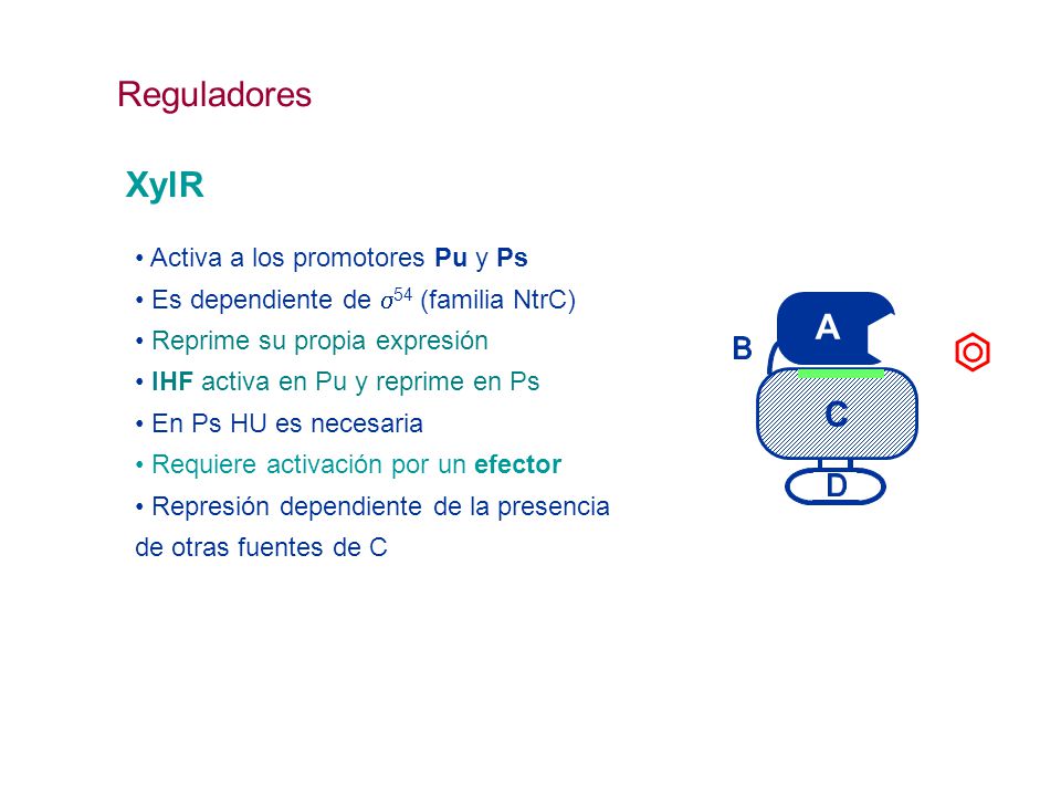 Reguladores XylR C • Activa a los promotores Pu y Ps