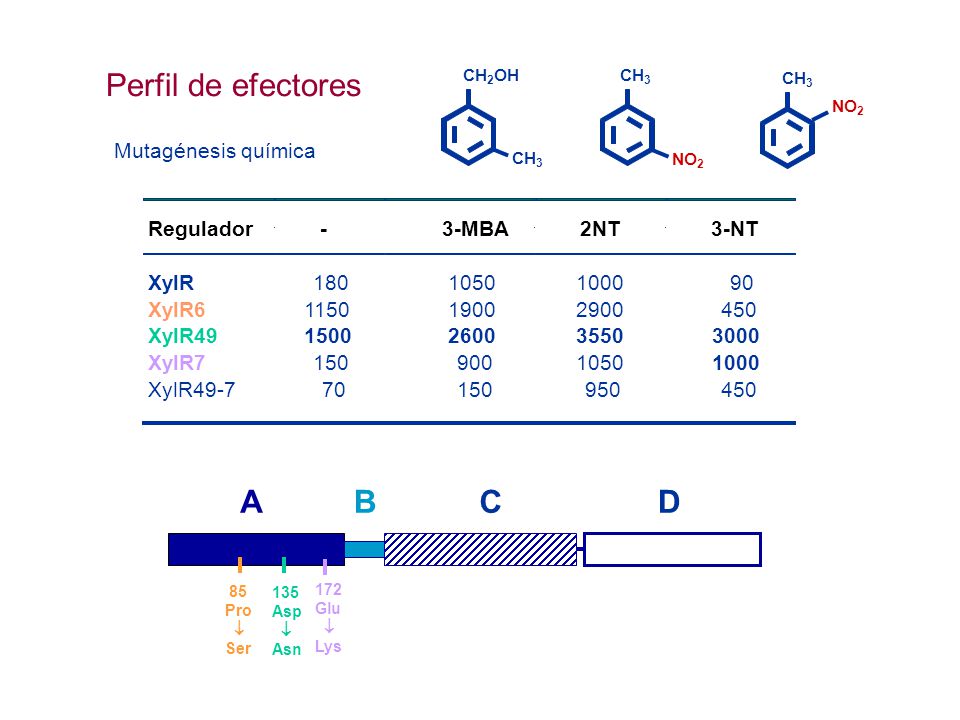 Perfil de efectores A B C D Mutagénesis química Regulador - 3-MBA 2NT