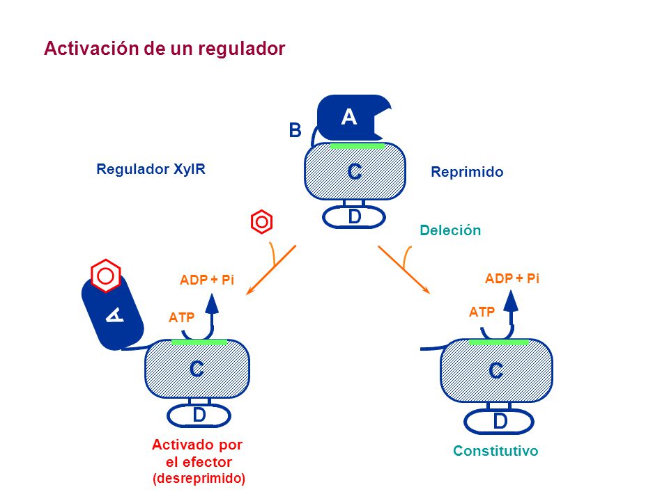 C C C Activación de un regulador A Regulador XylR Reprimido Deleción A