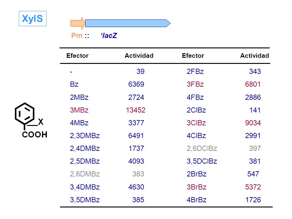 XylS X Pm :: ‘lacZ FBz 343 Bz FBz MBz FBz 2886