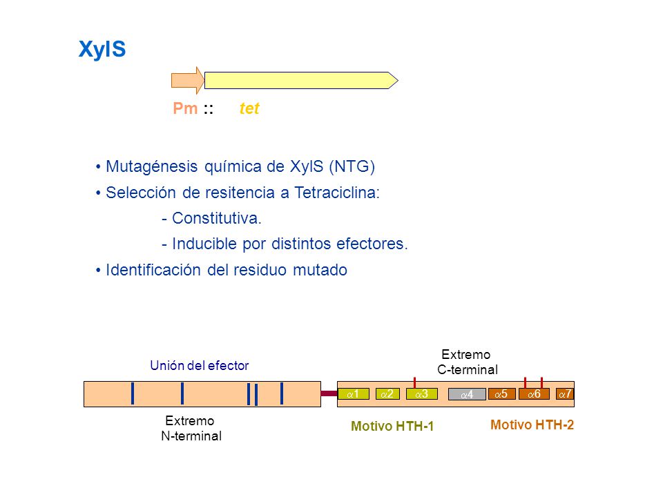 XylS Pm :: tet • Mutagénesis química de XylS (NTG)