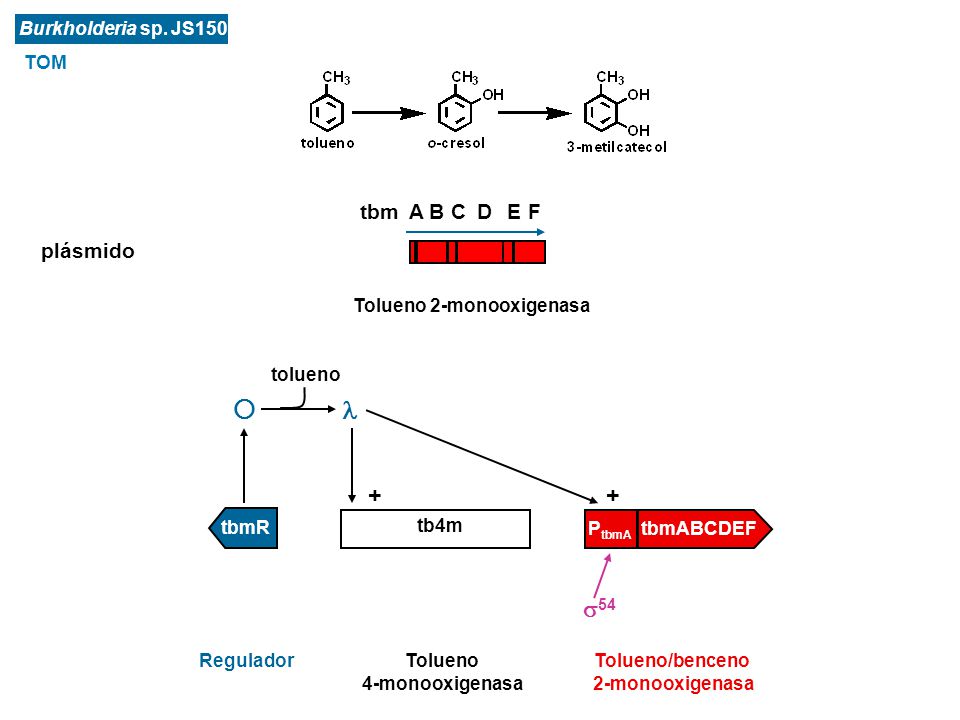   + 54 tbm A B C D E F plásmido Burkholderia sp. JS150 TOM