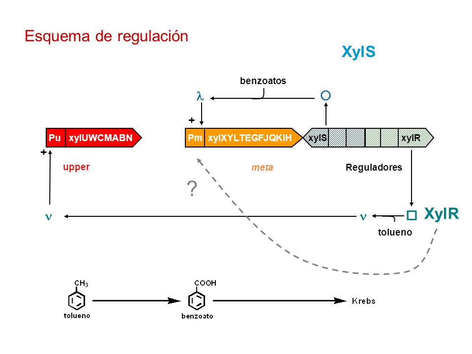 Esquema de regulación XylS XylR     + + benzoatos xylS xylR