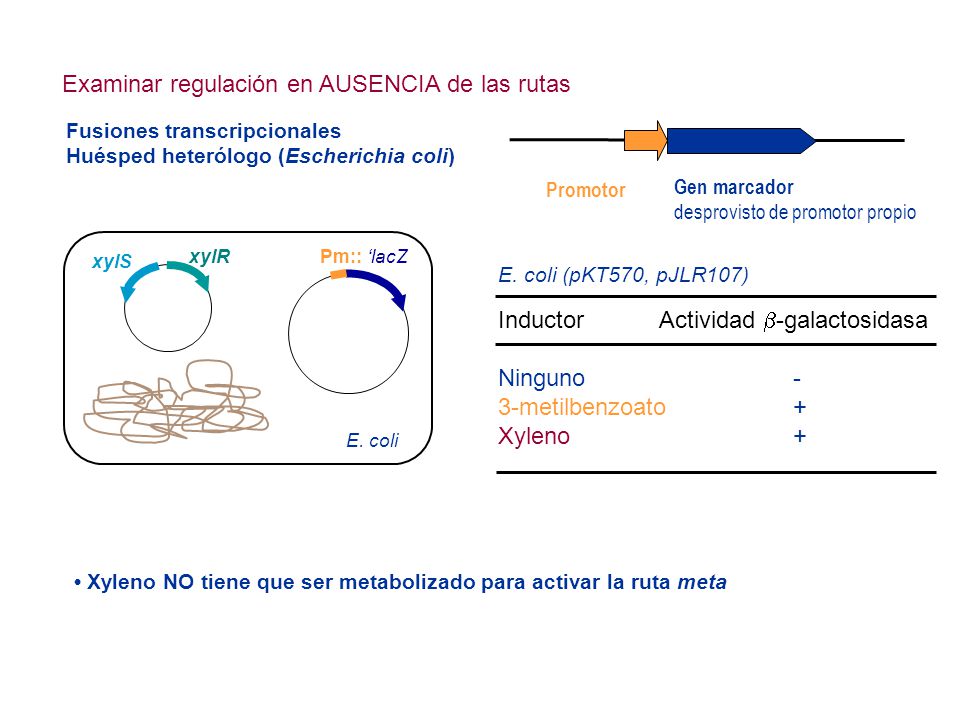 Examinar regulación en AUSENCIA de las rutas