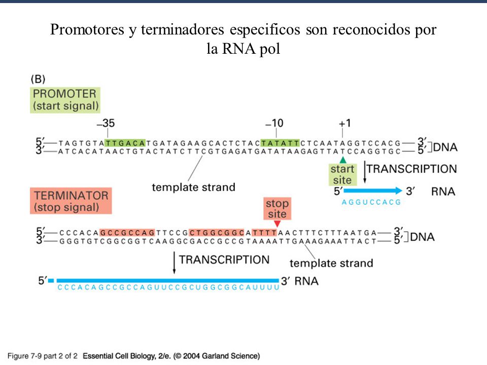 Promotores y terminadores especificos son reconocidos por la RNA pol