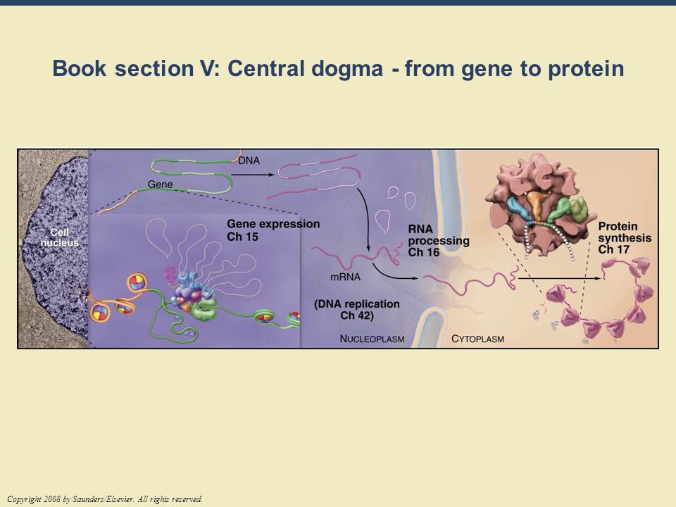 Book section V: Central dogma - from gene to protein