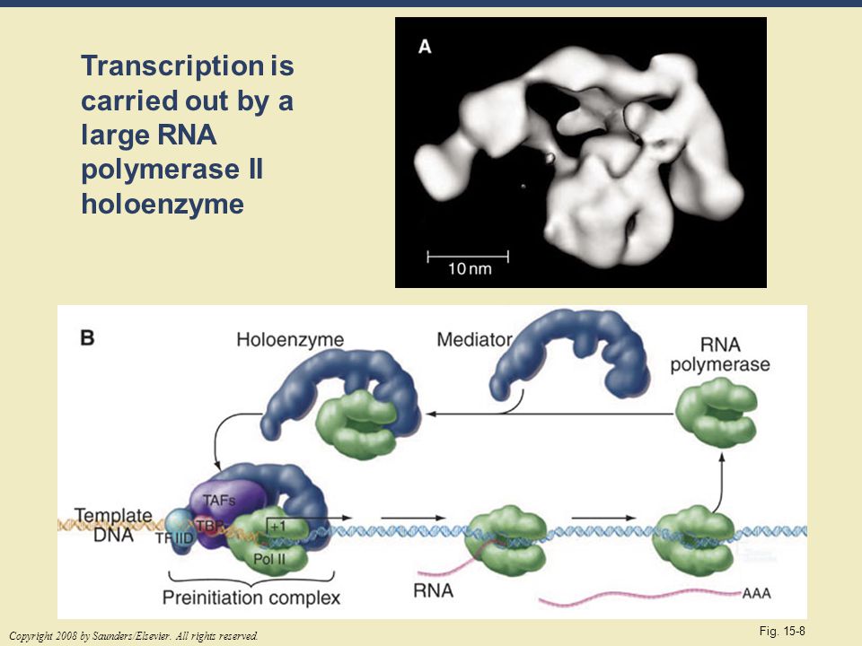 Transcription is carried out by a large RNA polymerase II holoenzyme