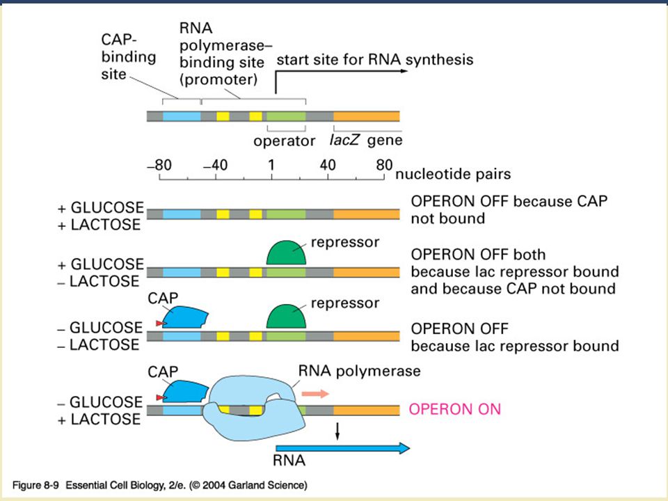08_09_lac operon.jpg 08_09_lac operon.jpg – Un activador y un represor controlan el operon de Lactosa.