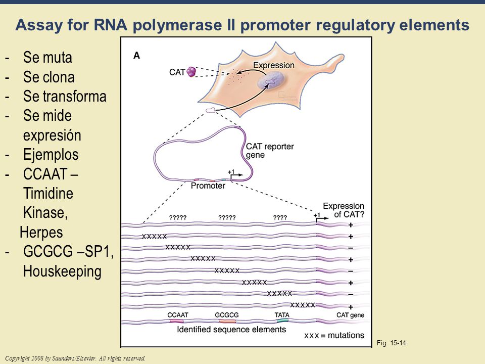 Assay for RNA polymerase II promoter regulatory elements